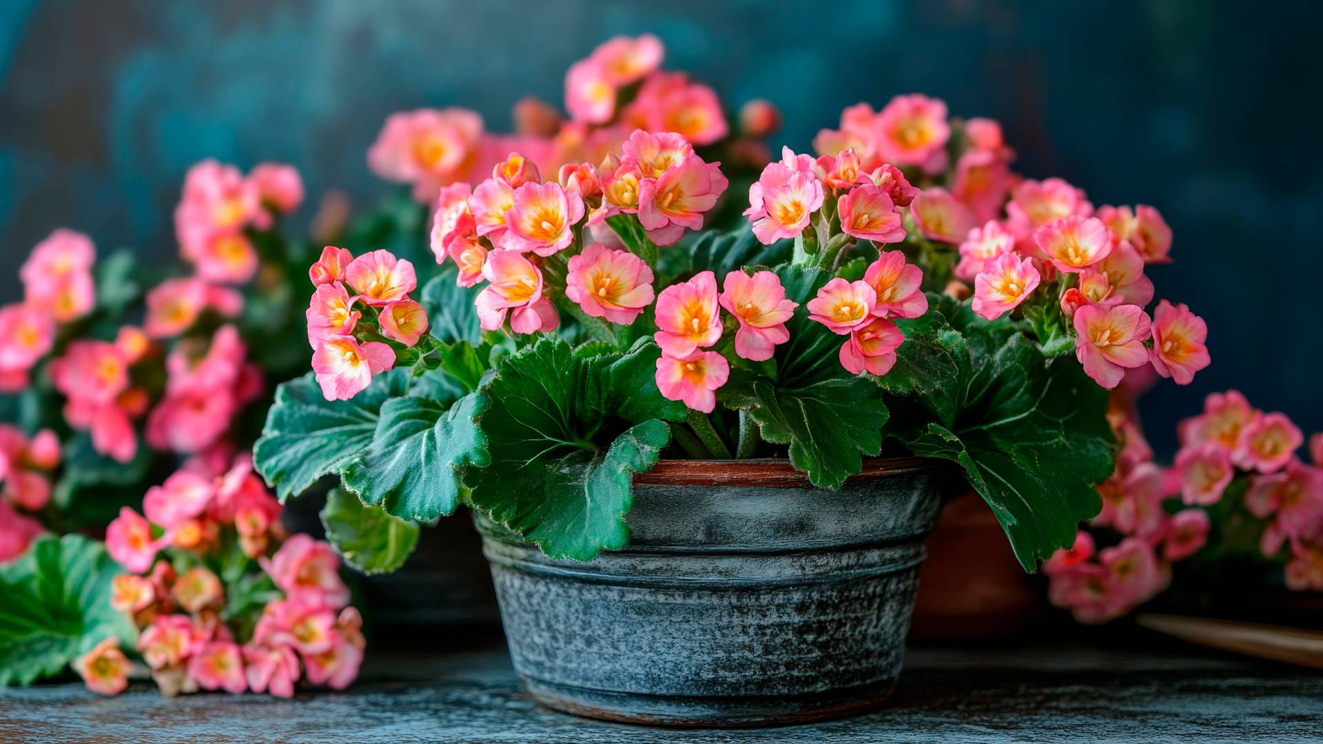 Микроэлементы для комнатных растений зимой при коротком световом дне