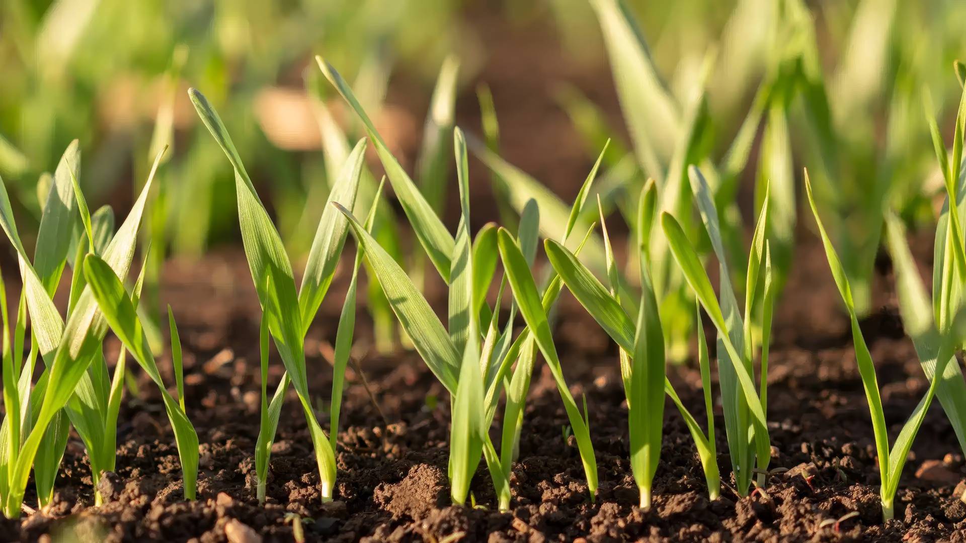 Подготовка семян к посеву