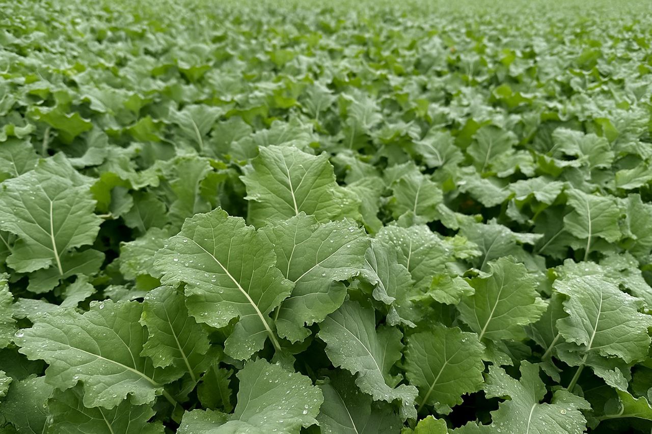 Микроудобрения для озимого рапса